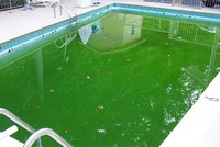 Nếu không có hệ thống lọc nước tốt, vệ sinh định kỳ, bể sẽ bị tảo, rêu mốc. Ảnh minh họa: SPT. 