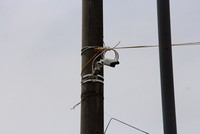 Hệ thống camera sẽ truyền dữ liệu về Trung tâm giám sát điều hành đô thị thông minh. Ảnh: Võ Thạnh