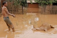 Một người dân Lào kéo xác con bò ngập trong nước lũ hôm 26/7. Ảnh: AFP.
