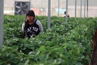 Ba câu hỏi của WB về đầu tư vào nông nghiệp của Việt Nam