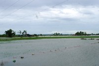 Bão số 3 và mưa lũ đã làm hàng trăm ha lúa, hoa màu bị ngập úng.