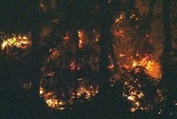 Hiện trường chiếc máy bay Bombardier Q400 của hãng hàng không Horizon Air lao xuống đảo Ketron, cách thành phố Seattle 50 km về hướng tây nam ngày 10/8. Ảnh: ABC.