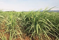 Chơi vơi cổ phiếu ngành đường