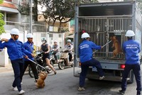 Các chú chó thả rông trên đường Nguyễn Đình Chiểu bị bắt hôm nay. Ảnh: Sơn Hòa.