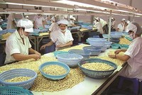 LAF: Ngành điều vẫn đang khủng hoảng