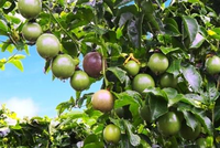 HNG sẽ chi 1.137 tỷ đồng mở rộng diện tích cây ăn trái