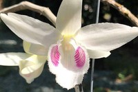 Loài hoa lan đại gia Hòa Bình sẵn sàng chi 2,7 tỷ đồng để mua đẹp và độc cỡ nào?