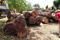 Hạt trưởng kiểm lâm bị khởi tố vì tiếp tay cho 'ông trùm' gỗ lậu