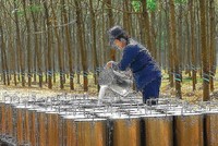 DPR: 8 tháng ước đạt 210,6 tỷ đồng lãi trước thuế