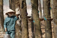 Giá mủ cao sụt giảm mạnh, đẩy nhiều công ty trồng và khai thác  cao su thiên nhiên vào khó khăn.