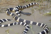 Con rắn cạp nia mà Xiaoli đã mua để tự tử dài hàng mét và có những khoang đan xen nhau. (Nguồn: Handout).