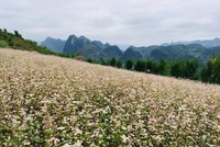 Điểm ngắm hoa tam giác mạch ở Hà Giang nhất định phải khám phá tháng 10 này