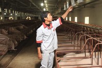 Tham gia Hiệp định CPTPP, cần “tiếp sức” cho doanh nghiệp