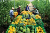 Việt Nam nỗ lực thực hiện các mục tiêu phát triển bền vững