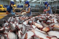 Xuất nhập khẩu thủy sản An Giang (AGF) vướng vụ kiện chống phá giá nên chậm công bố thông tin