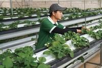 Doanh nghiệp đầu tư vào nông nghiệp 4.0 đang gặp vướng mắc về tiếp cận đất đai.