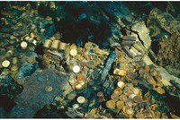 Những đồng tiền vàng của con tàu S.S. Central America được tìm thấy dưới đáy biển. (Nguồn: pcgs.com).