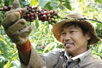 Cùng đồng hành với doanh nghiệp trong thực hiện tái canh cây cà phê đã có sự hỗ trợ từ Agribank.