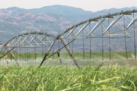 Doanh nghiệp mía đường có thêm thời gian gia tăng “công lực“