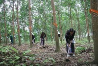 Tập đoàn Cao su sẽ đề xuất Ủy ban quản lý vốn nhà nước xin giảm sản lượng