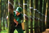 Từ đầu năm 2018 đến nay, các doanh nghiệp trong ngành cao su thiên nhiên quay trở lại tình cảnh khó khăn khi giá cao su tự nhiên giảm về mức thấp nhất trong nhiều năm qua.