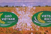 [Infographics] Sắp công bố Logo thương hiệu quốc gia gạo Việt Nam