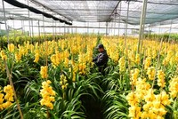 Địa lan Đà Lạt nở sớm buộc nhiều nhà vườn phải cắt bán với giá thấp.