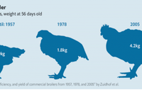Trọng lượng trung bình một con gà thịt 56 ngày tuổi vào các năm.