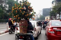 Dịch vụ chở đào, quất dịp Tết Nguyên đán.