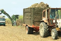 Lợi nhuận SLS (Mía đường Sơn La) giảm mạnh trong quý II năm tài chính 2019