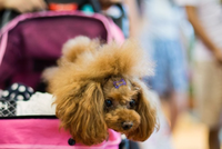 Những nghề thu nhập tăng đột biến nhờ Tết