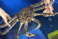 Cua hoàng đế gần Tết "cháy hàng".