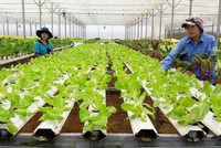 Hà Nội muốn hợp tác với Quỹ châu Á về sản xuất nông nghiệp đô thị