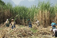 Mía đường Sơn La (SLS): Lợi nhuận bán niên năm tài chính 2019 giảm mạnh