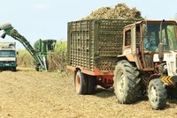Doanh nghiệp mía đường trong cơn bĩ cực