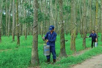 Nếu doanh nghiệp chuyển đổi một phần quỹ đất trồng cao su sang khu công nghiệp hoặc bất động sản là có khả năng mang lại lợi nhuận đột biến.