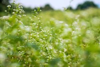 Trước đây hoa tam giác mạch là cây đặc trưng được người Mông (Hà Giang) trồng xen trong những hốc đất bồi của vùng núi đá tai mèo, thường nở rộng từ tháng 10 đến tháng 12. Về sau này hoa tam giác mạch được  trồng ở nhiều nơi khác như Sơn La, Điện Biên..., thậm chí cả Hà Nội.