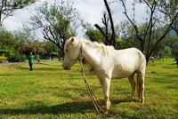 Ngắm đàn “bạch mã” gặm cỏ trong vườn đào đẹp như tranh ở Khánh Hòa