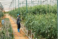 Doanh nghiệp nông nghiệp công nghệ cao khát vốn