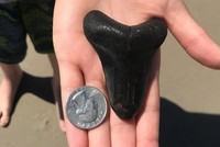 Chiếc răng cá mập megalodon có niên đại gần 3 triệu năm được tìm thấy trên bờ biển.