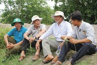 Ông Huỳnh Văn Thòn (thứ hai từ trái sang) thăm ruộng với nông dân vùng nguyên liệu SRP.