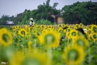Giới trẻ náo nức check-in cánh đồng hoa hướng dương mới ở Huế