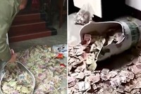 Ông bố giấu tiền trong chiếc bình suốt 13 năm. Ảnh: Press China.