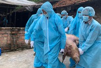 [Infographics] 29 tỉnh, thành phố có dịch tả lợn châu Phi