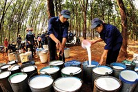 Doanh nghiệp cao su vượt khó