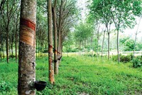 Cao su Đồng Phú (DPR): Lợi nhuận 5 tháng 2019 sụt giảm mạnh