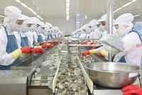 CTCP Thủy sản Minh Phú đang phải đối phó với khủng hoảng truyền thông liên quan đến xuất xứ nguyên liệu tôm.