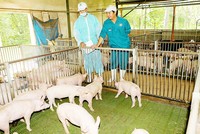 Bức tranh kinh tế 6 tháng: Điểm nóng ngành chăn nuôi