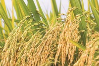 Tập đoàn Giống cây trồng Việt Nam (NSC): Lợi nhuận quý II giảm hơn 16%