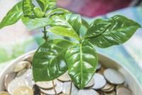 Tín dụng xanh: Liệu có còn nói dễ hơn làm?